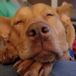 Meet your Posher, Brent